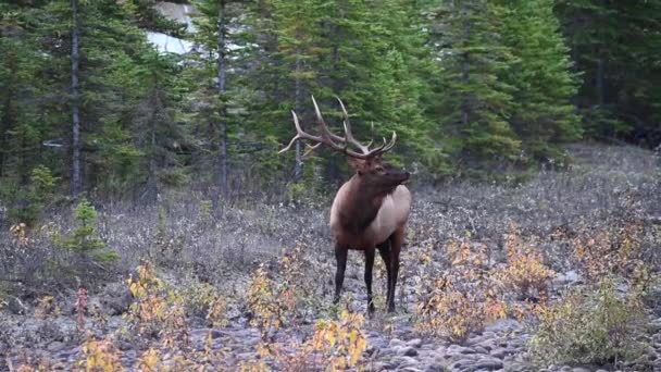 Alce Nelle Montagne Rocciose Canadesi — Video Stock