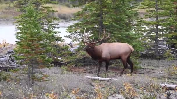 Älg Kanadensiska Klipporna — Stockvideo