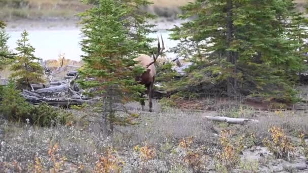 Elch Den Kanadischen Rocky Mountains — Stockvideo