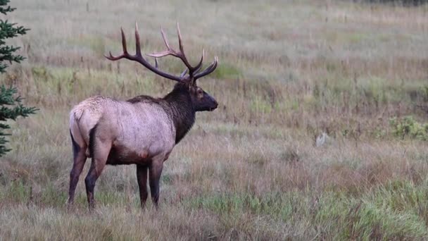 Alce Nas Montanhas Rochosas Canadenses — Vídeo de Stock