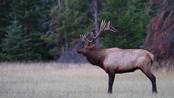 Elch Den Kanadischen Rocky Mountains — Stockvideo