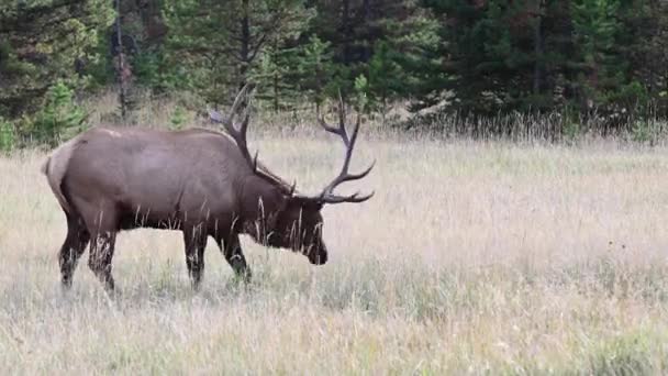 Elk Canadian Rockies — Stock Video