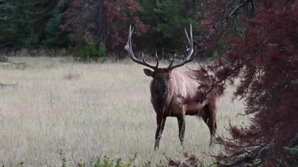 Elch Den Kanadischen Rocky Mountains — Stockvideo