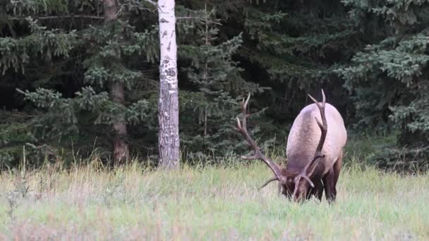 Elch Den Kanadischen Rocky Mountains — Stockvideo