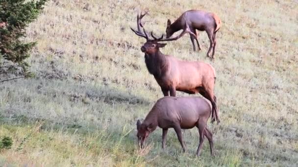 Alce Nas Montanhas Rochosas Canadenses — Vídeo de Stock