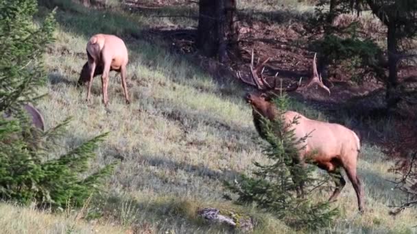 Elk Canadian Rockies — Stock Video