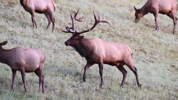Elk Canadian Rockies — Stock Video