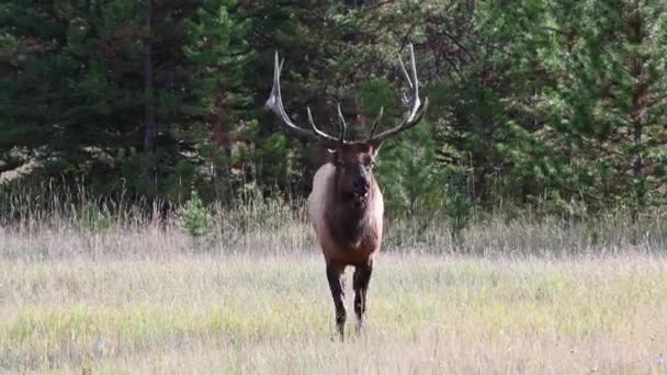 Älg Kanadensiska Klipporna — Stockvideo