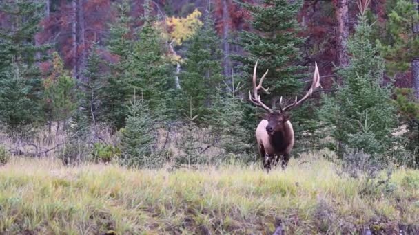 Elch Den Kanadischen Rocky Mountains — Stockvideo