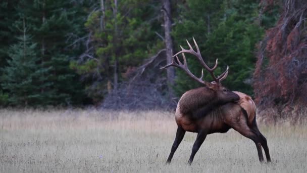 Älg Kanadensiska Klipporna — Stockvideo