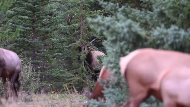 Elk Canadese Rockies — Stockvideo