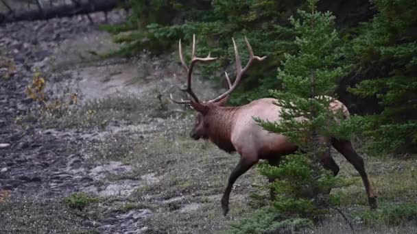 Elch Den Kanadischen Rocky Mountains — Stockvideo