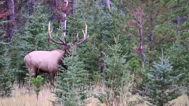 Elk Canadian Rockies — Stock Video