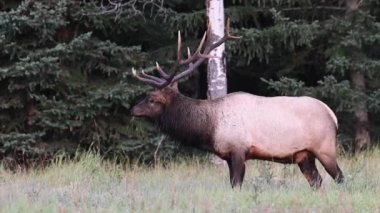 Kanada Kayalıklarında Geyik