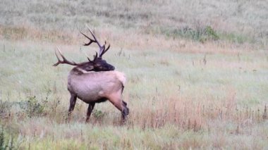 Kanada Kayalıklarında Geyik