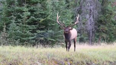 Kanada Kayalıklarında Geyik