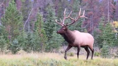 Kanada Kayalıklarında Geyik