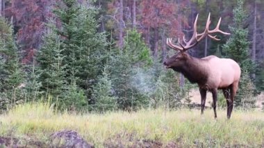Kanada Kayalıklarında Geyik