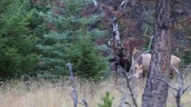 Kanada Kayalıklarında Geyik