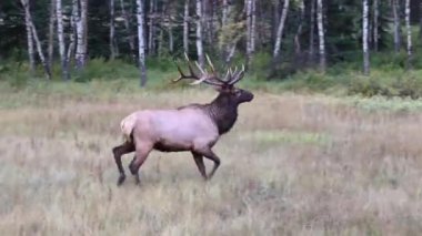 Kanada Kayalıklarında Geyik