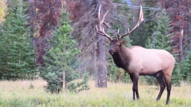 Kanada Kayalıklarında Geyik