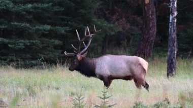 Kanada Kayalıklarında Geyik
