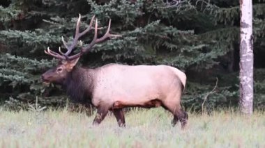 Kanada Kayalıklarında Geyik