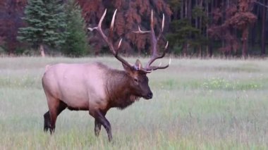 Kanada Kayalıklarında Geyik