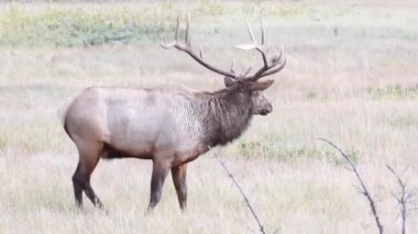 Kanada Kayalıklarında Geyik