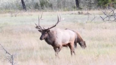 Kanada Kayalıklarında Geyik