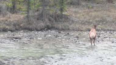 Kanada Kayalıklarında Geyik