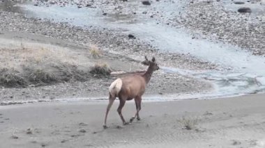 Kanada Kayalıklarında Geyik