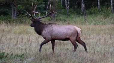 Kanada Kayalıklarında Geyik