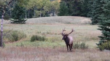 Kanada Kayalıklarında Geyik
