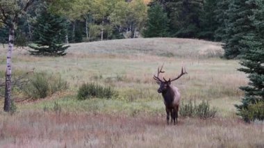 Kanada Kayalıklarında Geyik