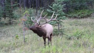 Kanada Kayalıklarında Geyik