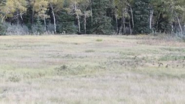 Kanada Kayalıklarında Geyik