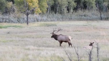 Kanada Kayalıklarında Geyik