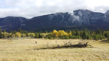 Kanada Kayalıklarında Geyik
