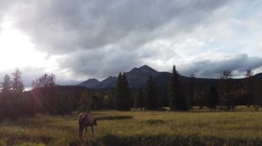 Kanada Kayalıklarında Geyik