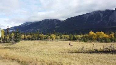 Kanada Kayalıklarında Geyik