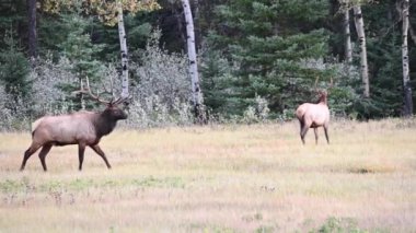Kanada Kayalıklarında Geyik
