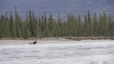 Kanada Kayalıklarında Geyik