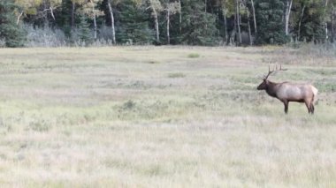 Kanada Kayalıklarında Geyik