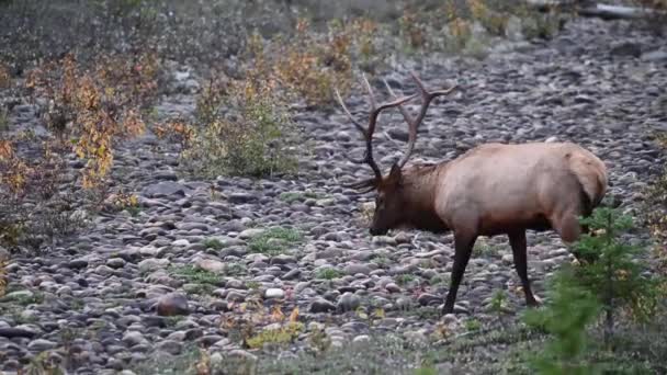 Elch Den Kanadischen Rocky Mountains — Stockvideo