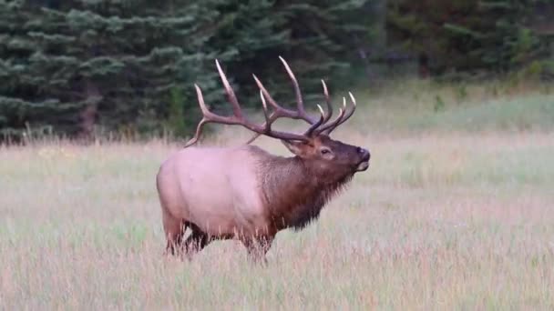 加拿大落基山脉的麋鹿 — 图库视频影像