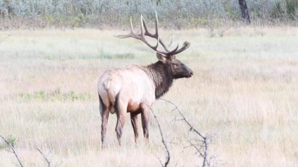 Elch Den Kanadischen Rocky Mountains — Stockvideo