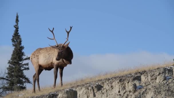 Elk Canadian Rockies — Stock Video