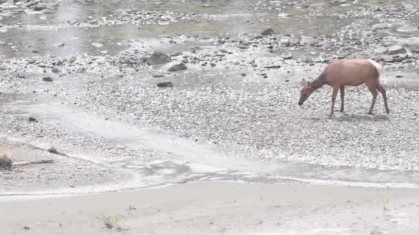 Alce Nas Montanhas Rochosas Canadenses — Vídeo de Stock