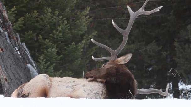 Alce Las Montañas Rocosas Canadienses — Vídeo de stock